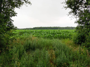 rrem