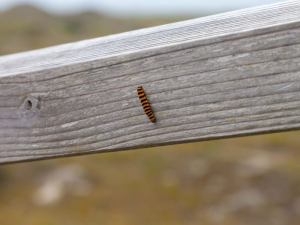 IMG_2941-scaled