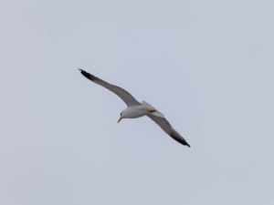 IMG_3014-scaled