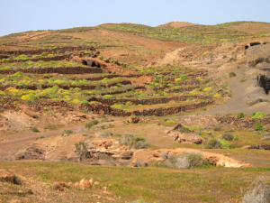 Antiguia-Rofera-14
