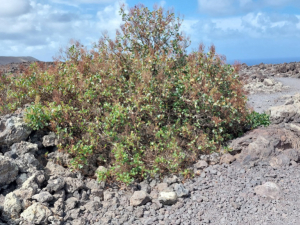 Caldera-Blanca-73