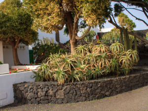 Fundacion-Cesar-Manrique-29
