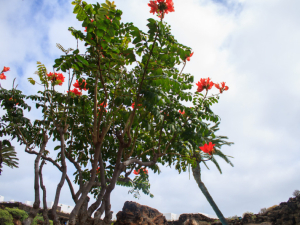 Jameos-de-Agua-12