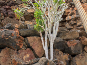 Jameos-de-Agua-18