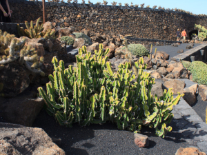 Jardin-de-Cactus-10
