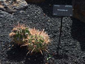 Jardin-de-Cactus-11