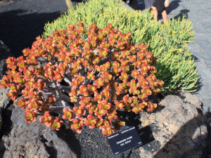 Jardin-de-Cactus-12