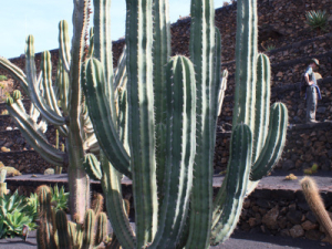 Jardin-de-Cactus-14