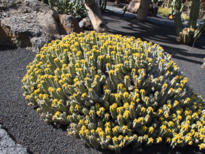 Jardin-de-Cactus-15