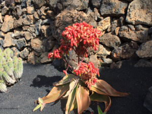 Jardin-de-Cactus-18