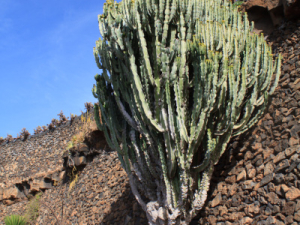 Jardin-de-Cactus-19