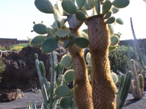 Jardin-de-Cactus-22