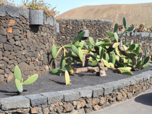Jardin-de-Cactus-3