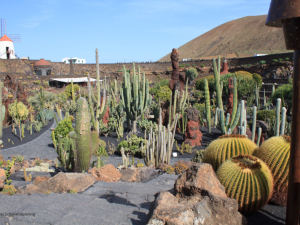 Jardin-de-Cactus-5