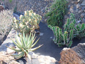 Jardin-de-Cactus-6