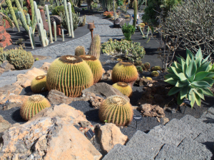 Jardin-de-Cactus-7