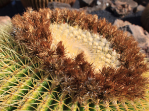 Jardin-de-Cactus-8
