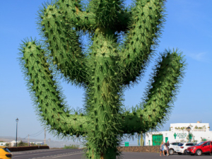Jardin-de-Cactus