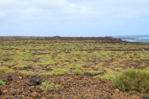 Playa de la pequeña (bei Jameos de Agua)