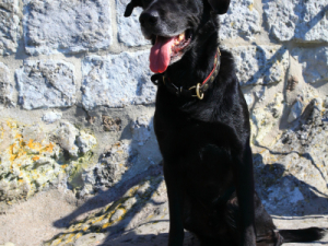 Findus an der Bergfried der Ruine Burg Drachenfels